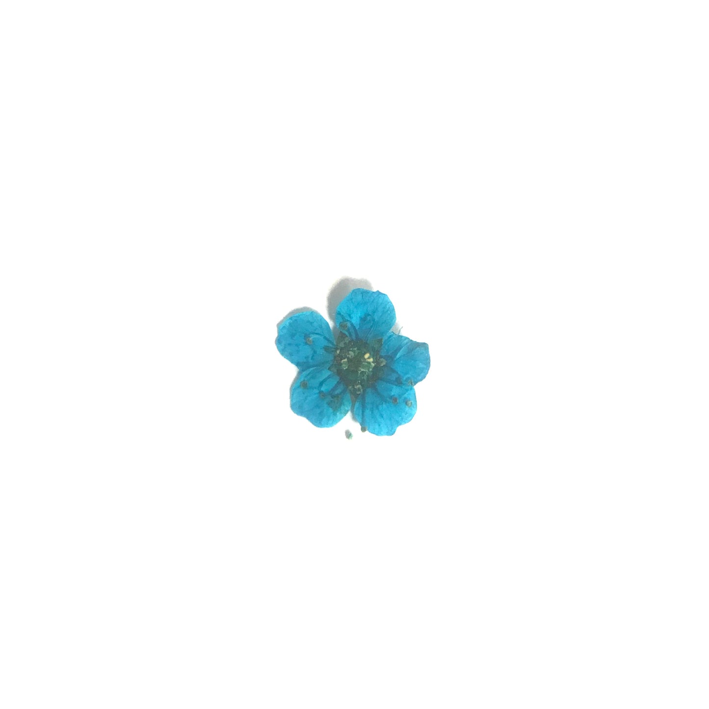 Embellishments - Dried Flowers