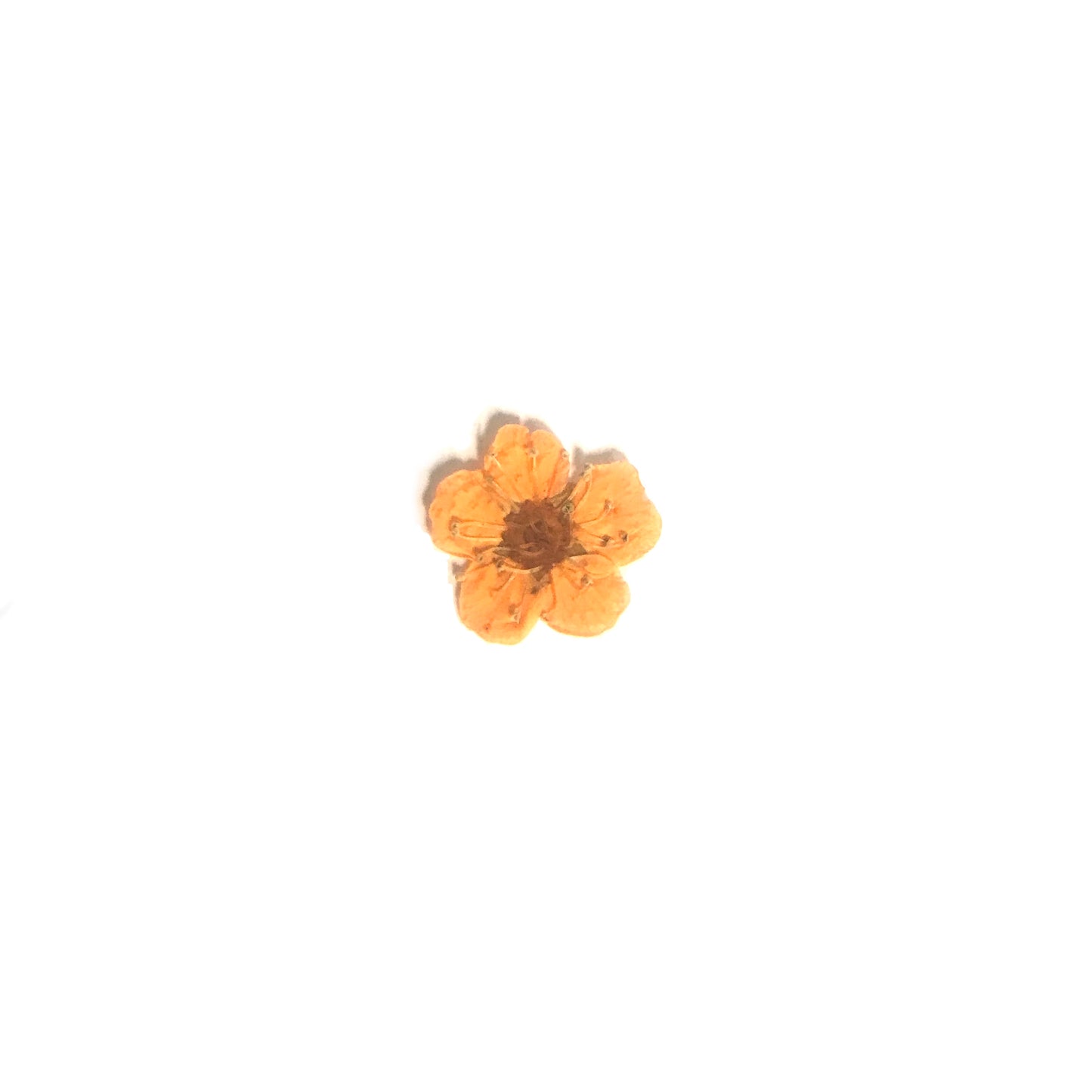 Embellishments - Dried Flowers