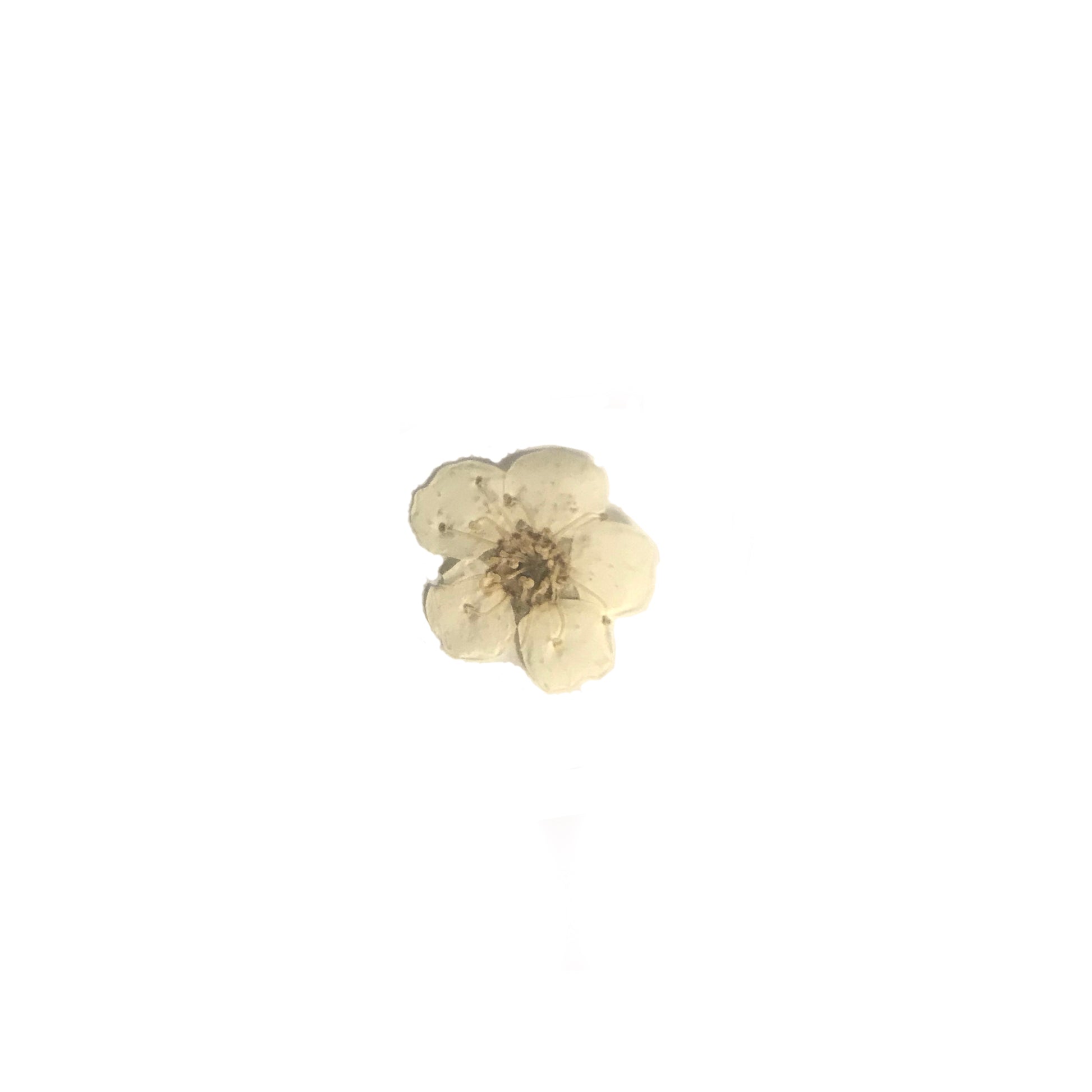 Dried Real Flowers For Crafts - Pressed White White Snow Bead Flower - –  DOMEDBAZAAR